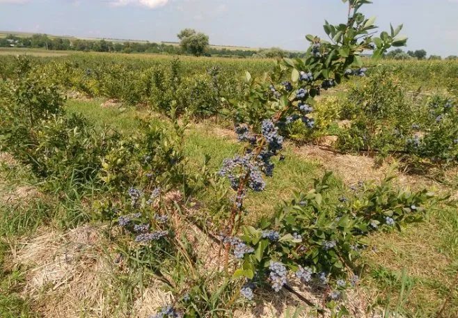 Produção agrícola na Ucrânia diminuiu 14% nos primeiros nove meses de 2025