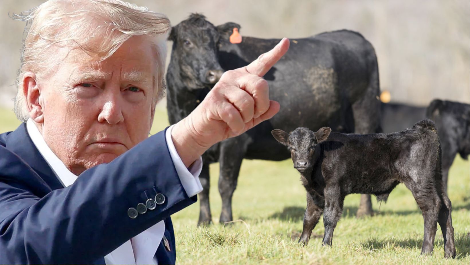 Trump diz que tarifas salvam pecuaristas dos EUA e cita taxa no Brasil