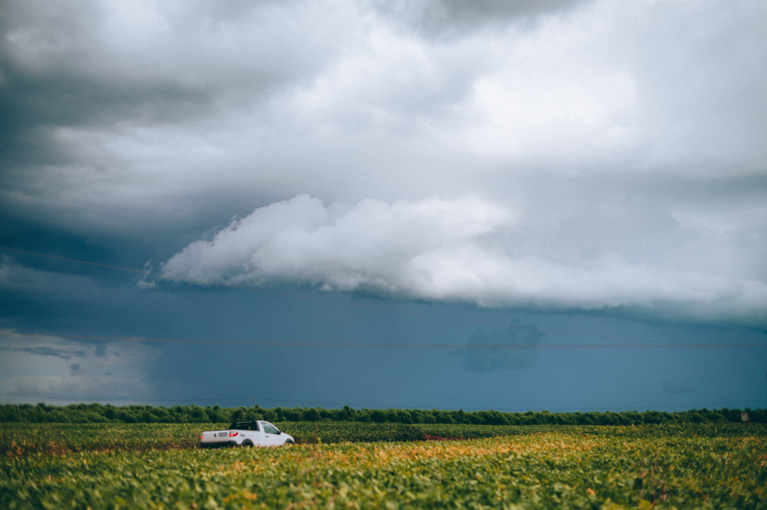 Com 30,9% da área plantada, safra de soja do Mato Grosso do Sul avança sob influência do La Niña