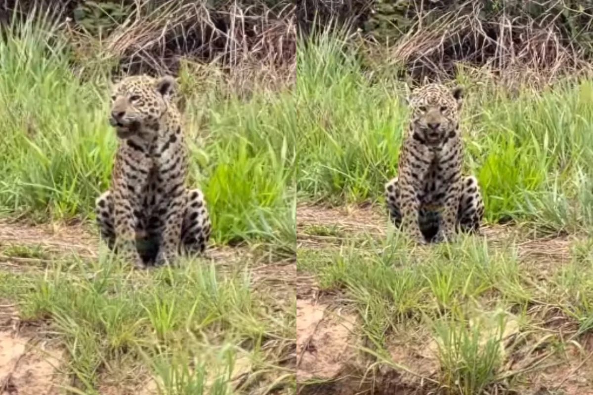 Onça-pintada ‘Patrícia’ chama os filhotes e conquista a internet com cena no Pantanal: vídeo