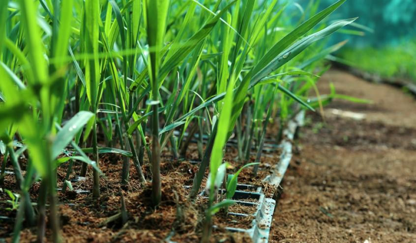 Ridesa Brasil lança 18 variedades de cana em Ribeirão Preto (SP)