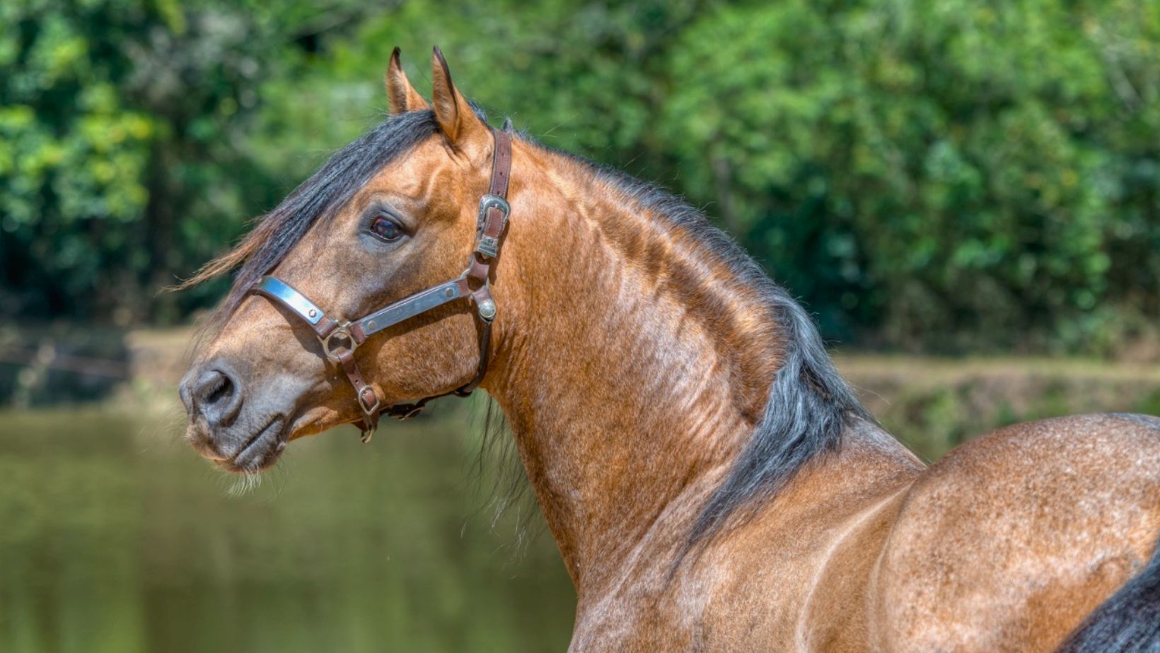 ‘Pai das Rédeas’: Brasil perde um dos grandes garanhões do Cavalo Crioulo