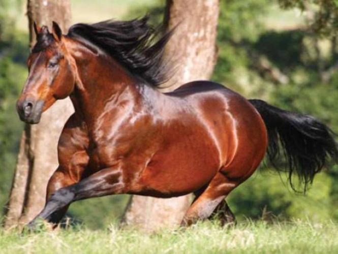 ABQM apoia atualização do Estudo do Complexo do Agronegócio do Cavalo no Brasil