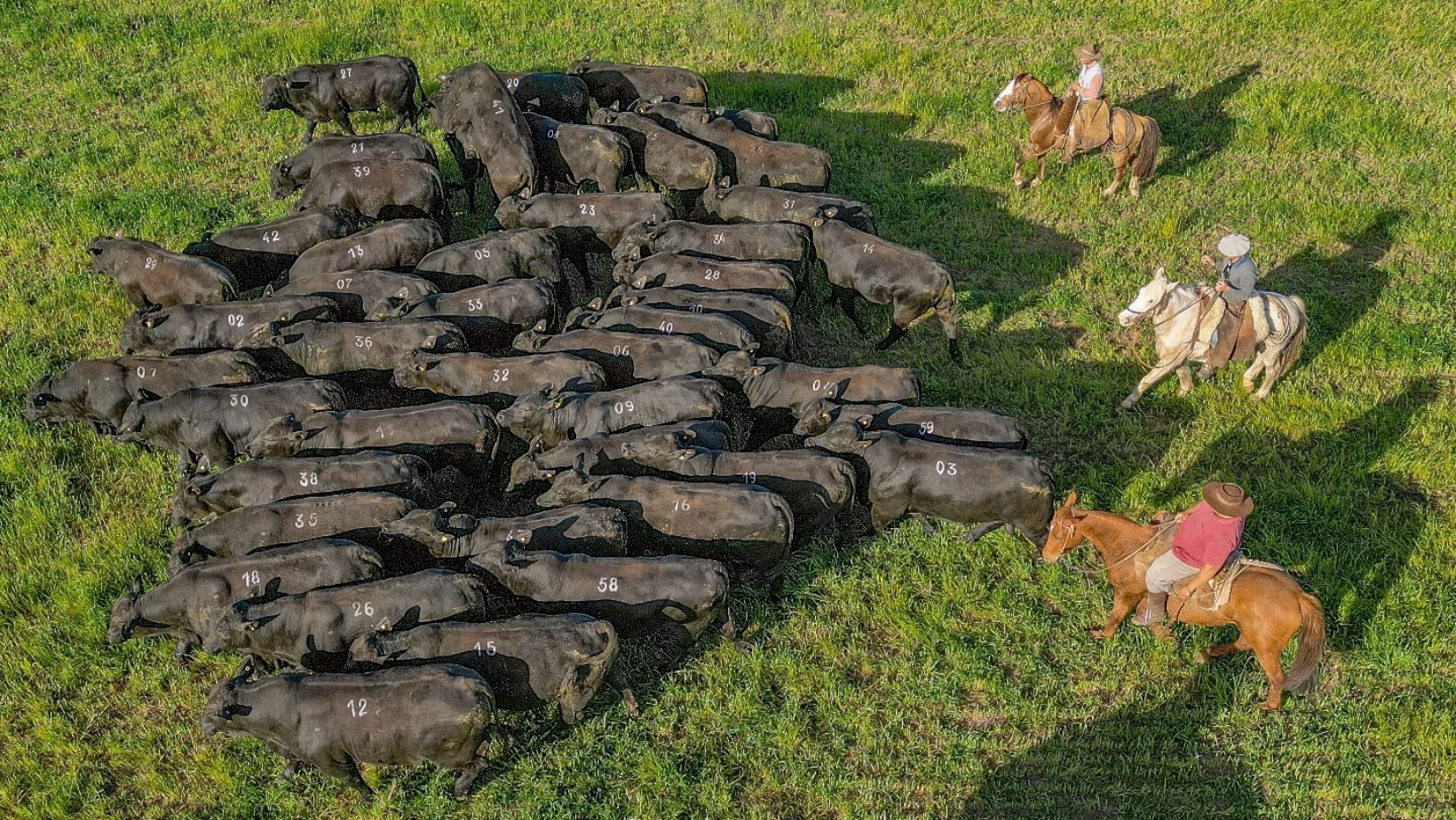 Preços do boi gordo seguem firmes com decisões de Trump no radar