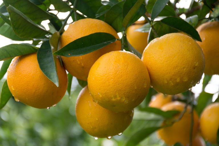 Chuvas ajudam, mas ainda é necessário maior volume para uma boa produção de laranja
