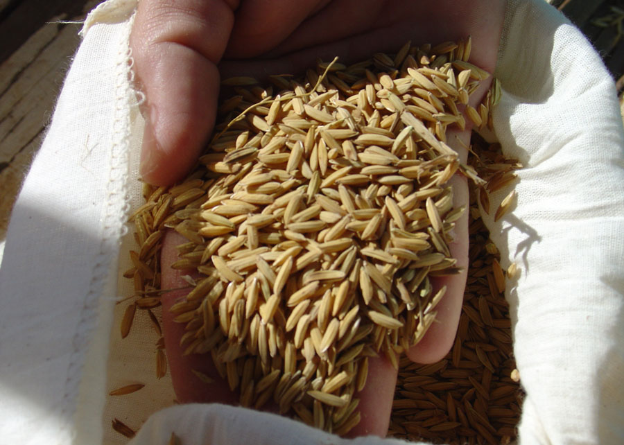 Exportação de arroz no 3º trimestre fica praticamente estável, diz Abiarroz