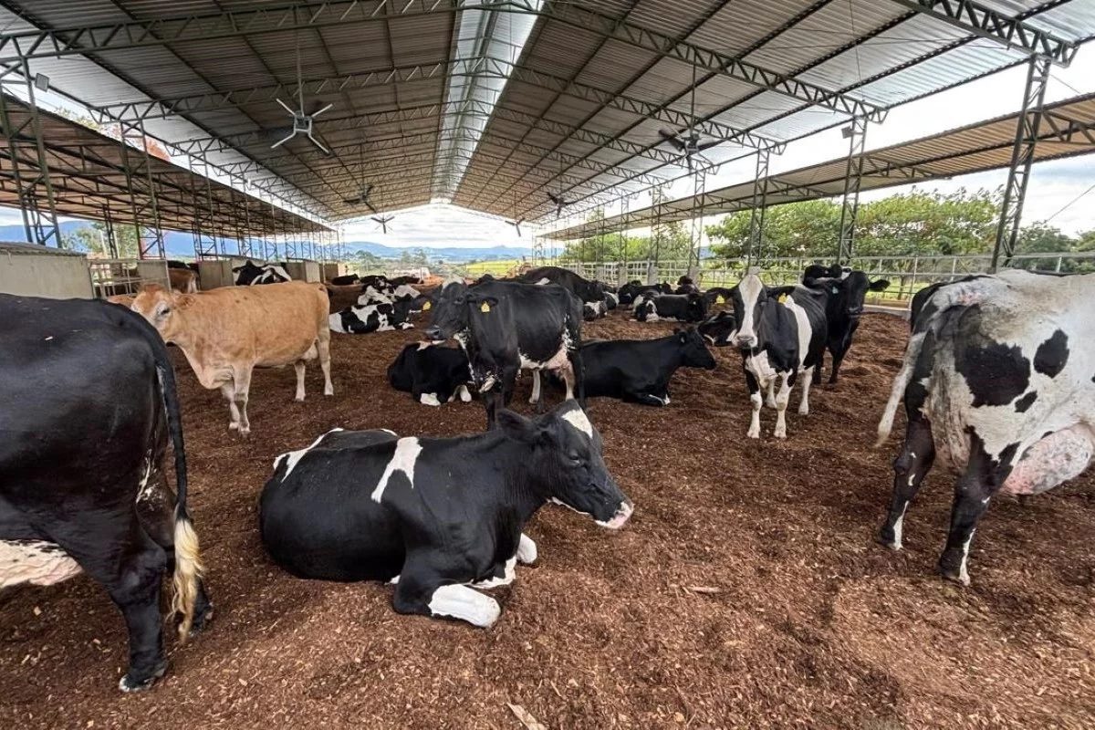 Holandesa x Jersey: vantagens e desvantagens das raças mais populares da pecuária leiteira