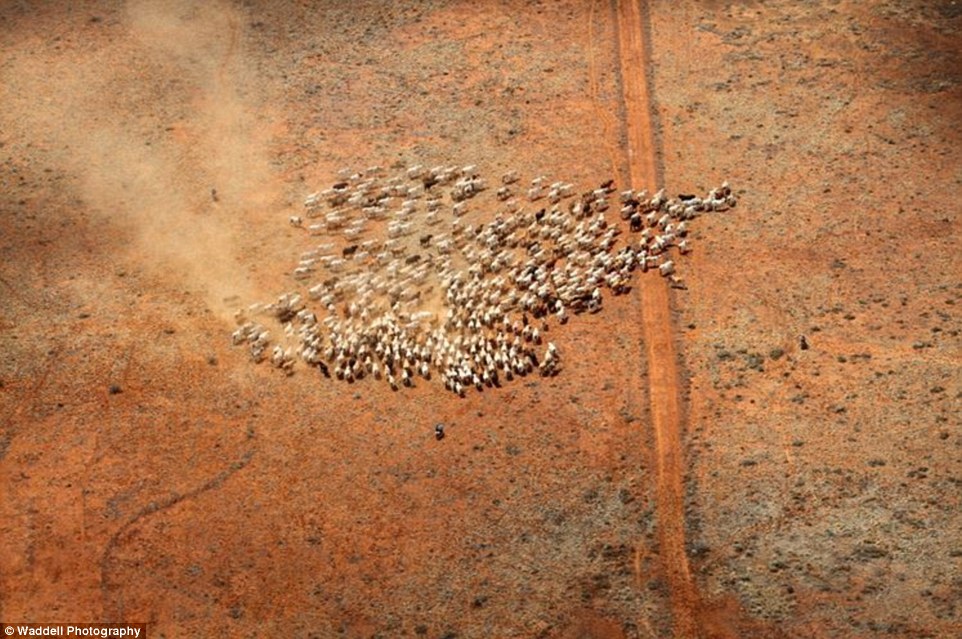 Conheça a maior fazenda de gado em atividade no mundo, um “país” feito de boi