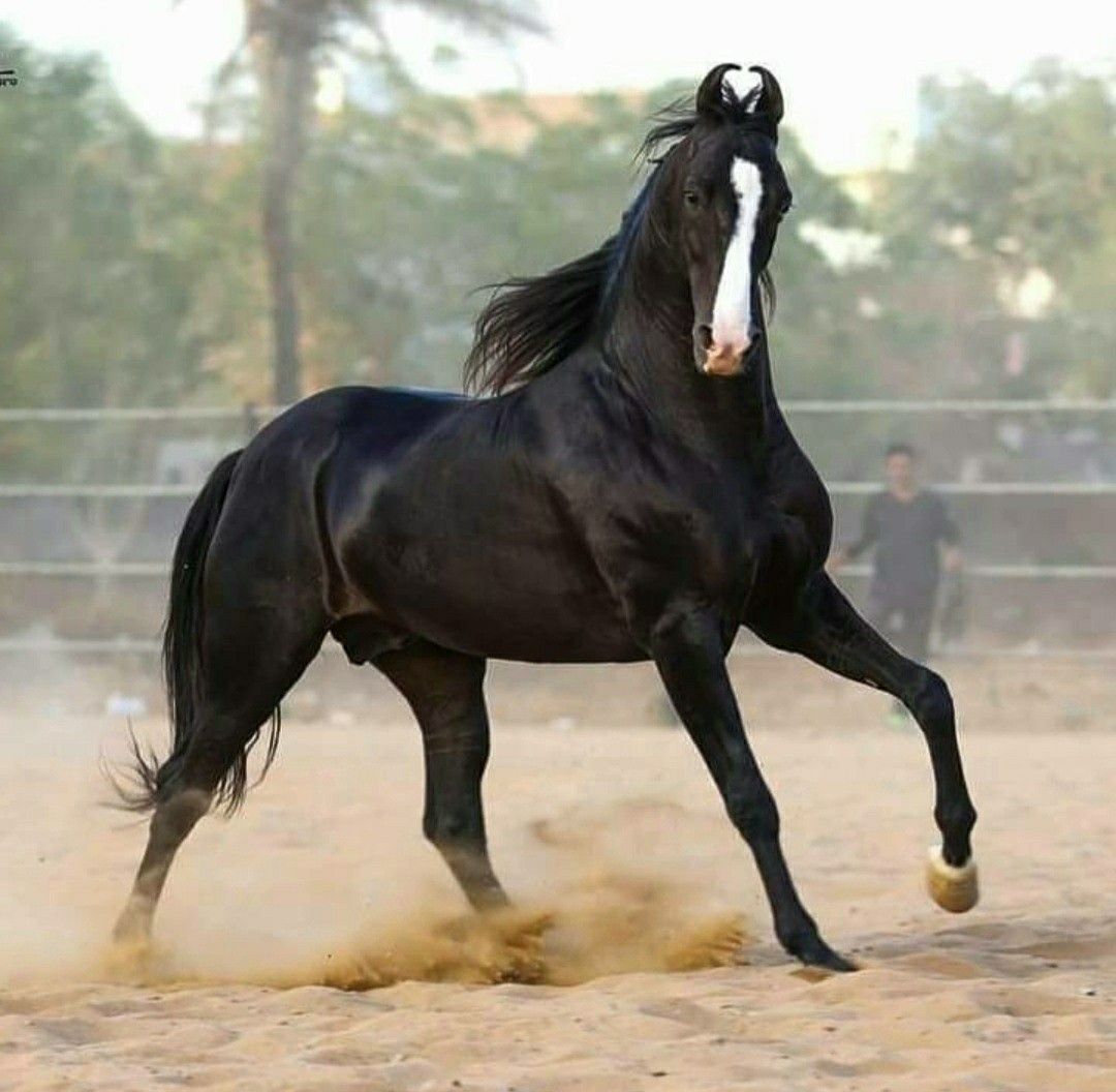 Conheça o cavalo das orelhas de coração, a rara raça Marwari