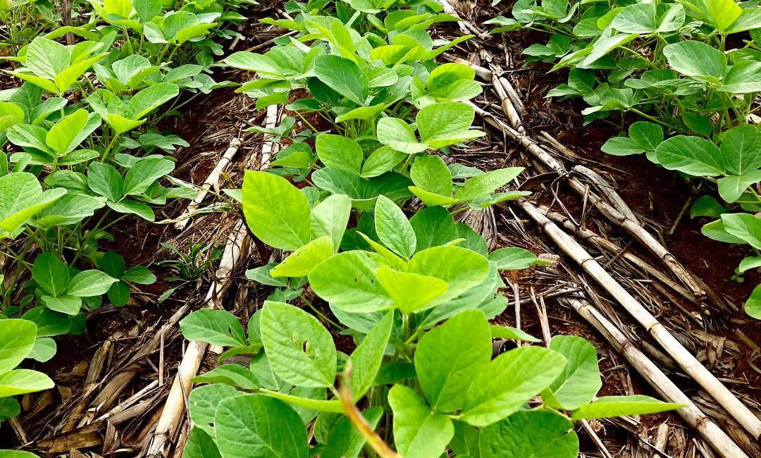Adiantado, plantio de soja em Mato Grosso supera 60% da área projetada, diz Imea