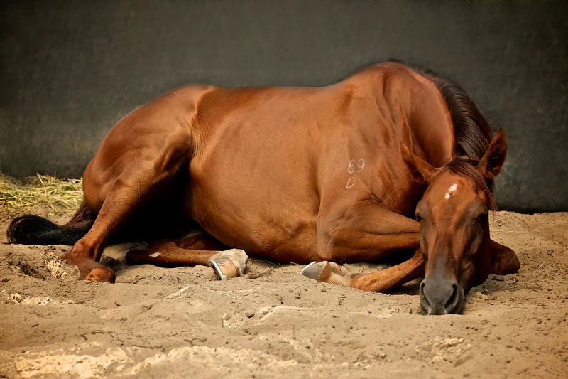 Seu cavalo avisa antes de adoecer: os sinais silenciosos de erro na alimentação