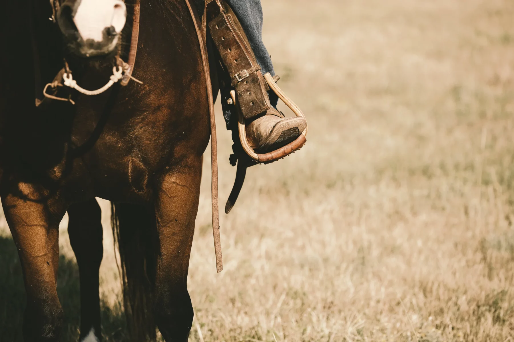 Peso do cavaleiro: qual é o limite seguro para não lesionar o cavalo?