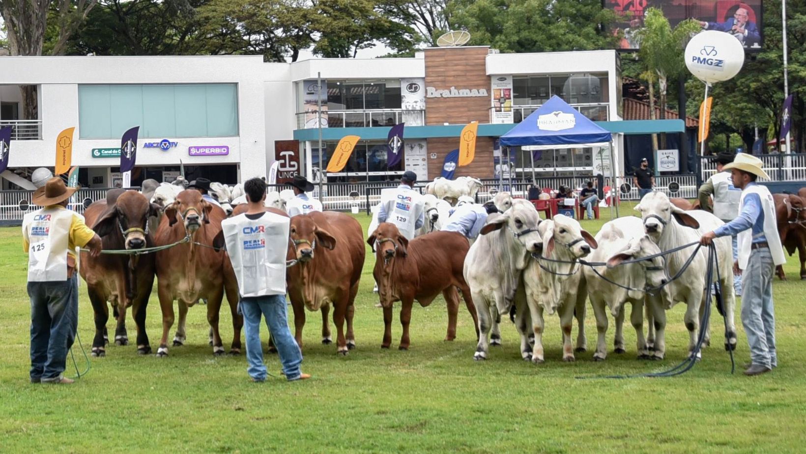 Brahman brasileiro impressiona estrangeiros em feira internacional