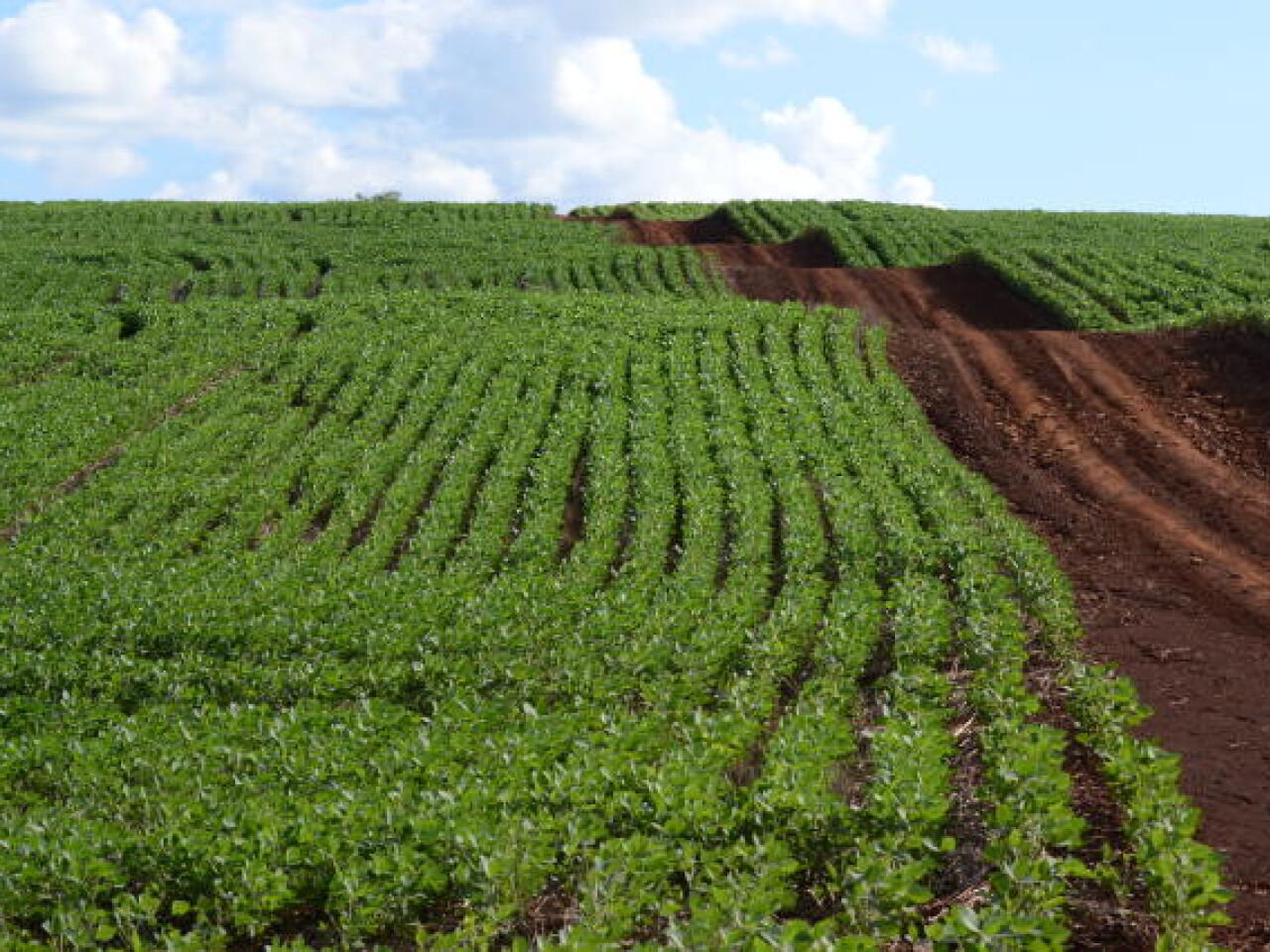 Plantio de soja se estende e irregularidade das chuvas preocupa produtores em todo o Mato Grosso