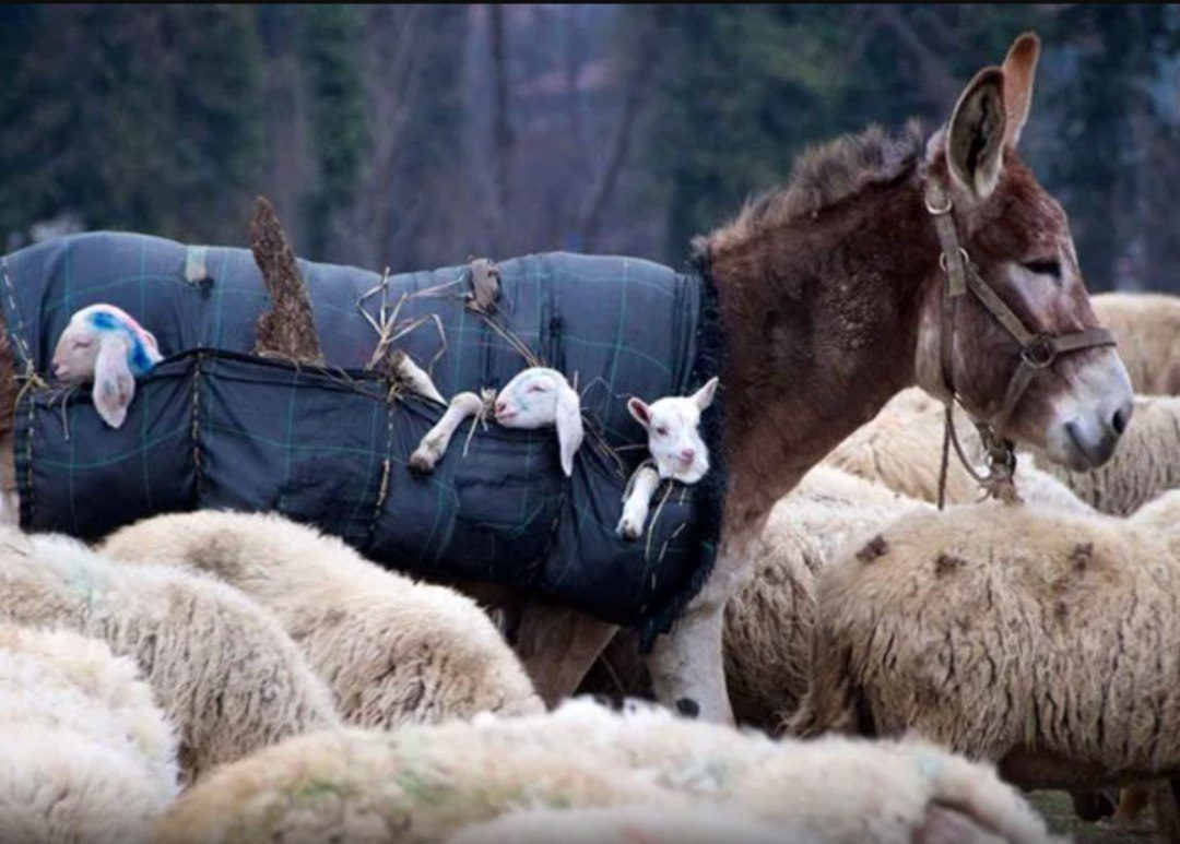 Na Itália, burros assumem papel de ‘cuidadores’ de cordeiros e viraliza