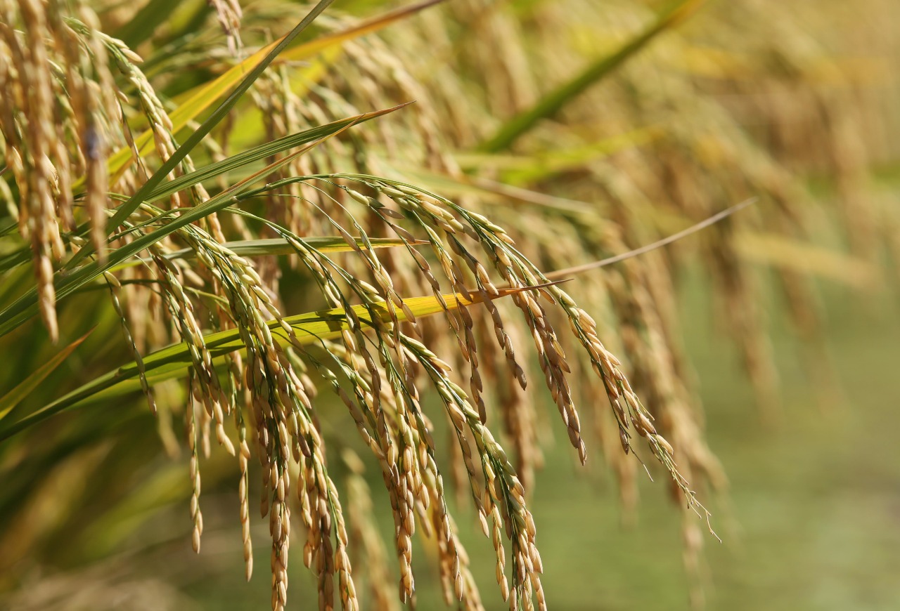 Semeadura do arroz representa mais de 50% da intenção em todo o Estado