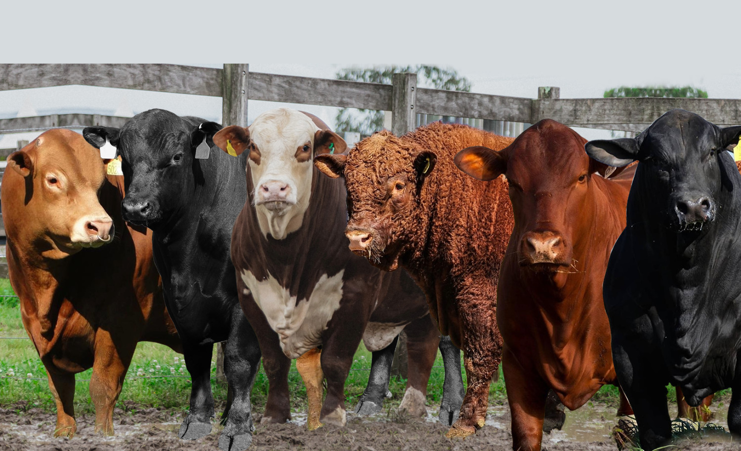 Conheça os maiores vendedores de touros taurinos do Brasil em 2025