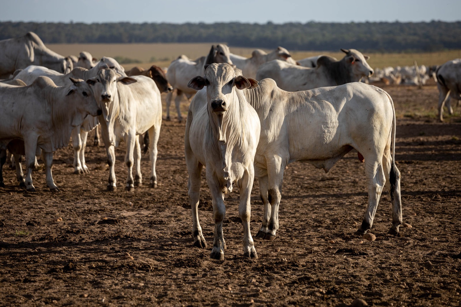 World Meat Congress começa nesta terça em Cuiabá e reúne lideranças globais da pecuária