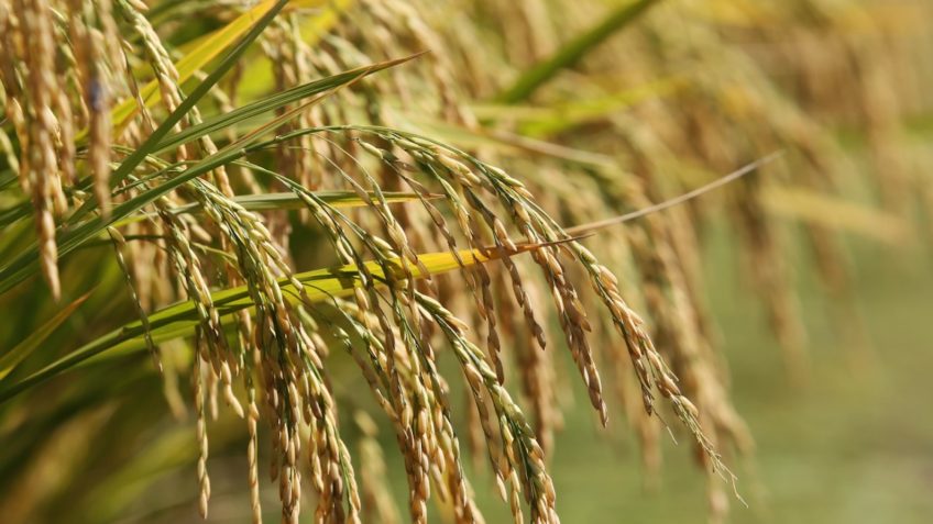 Índice do agro tem pior desempenho entre indicadores da Bolsa