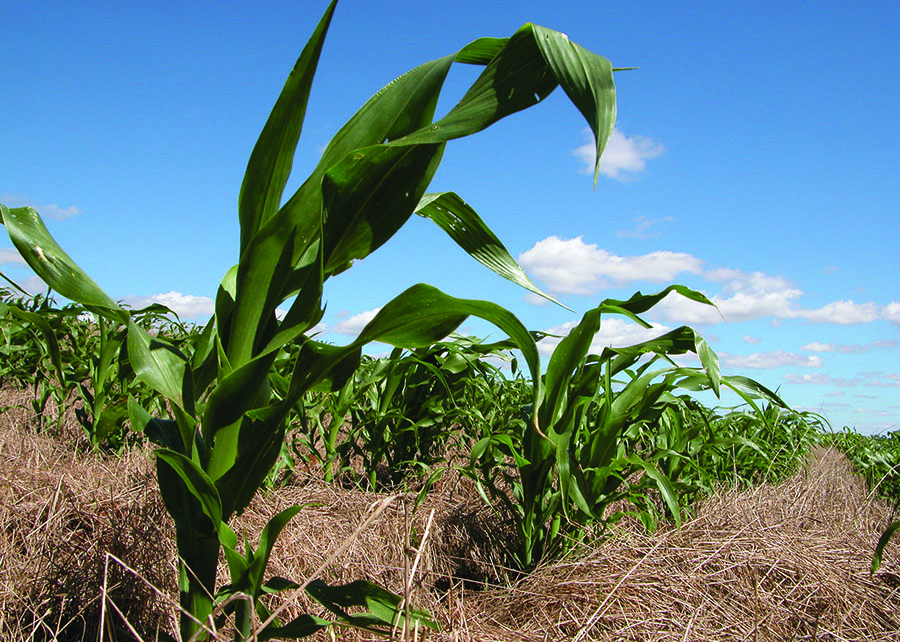 Deral: plantio de milho verão 2025/26 atinge 98% da área no PR