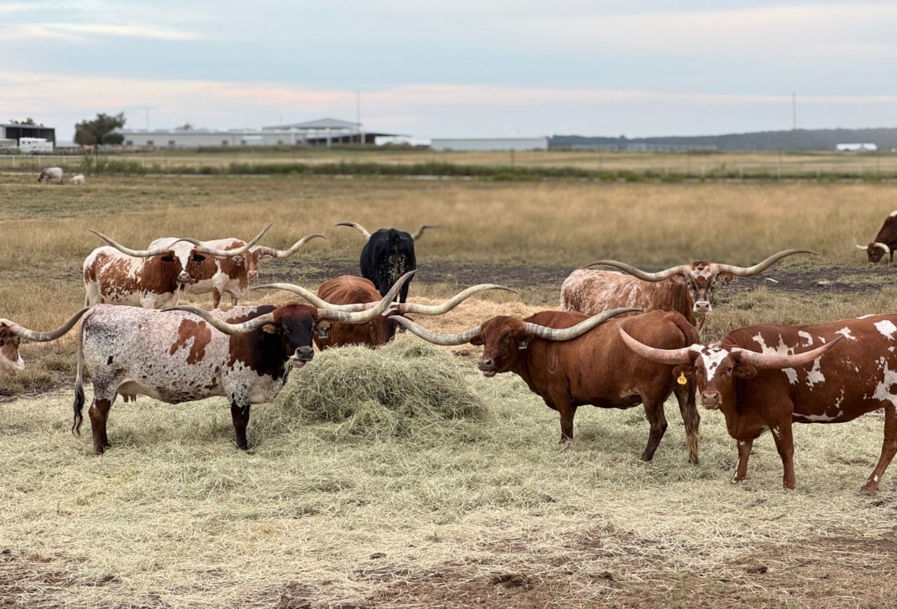 Texas Longhorn registra crescimento de 360% e consolida expansão no Brasil