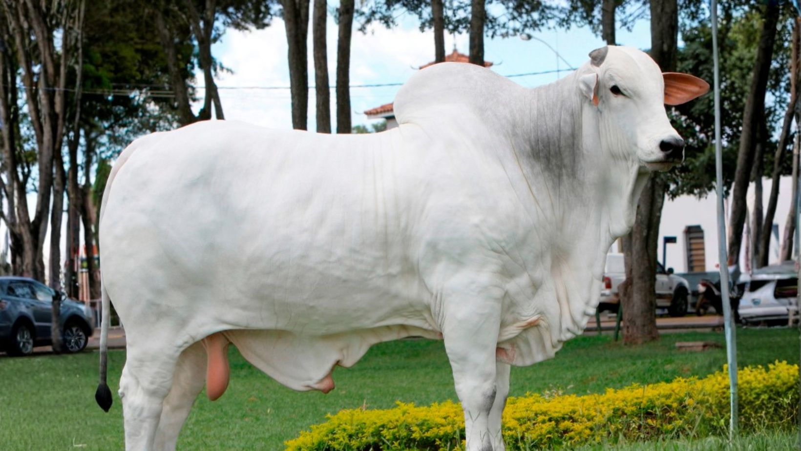 Brasil perde um dos seus principais ícones atuais da raça Nelore
