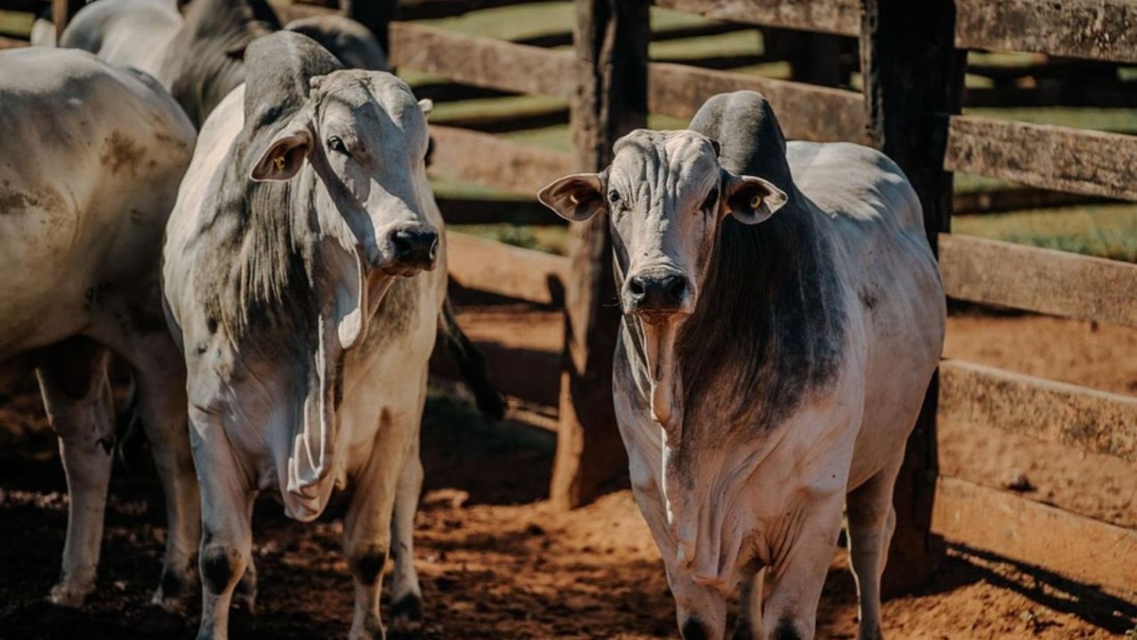 Chuvas apertam escalas e arroba do boi segue avançando em São Paulo