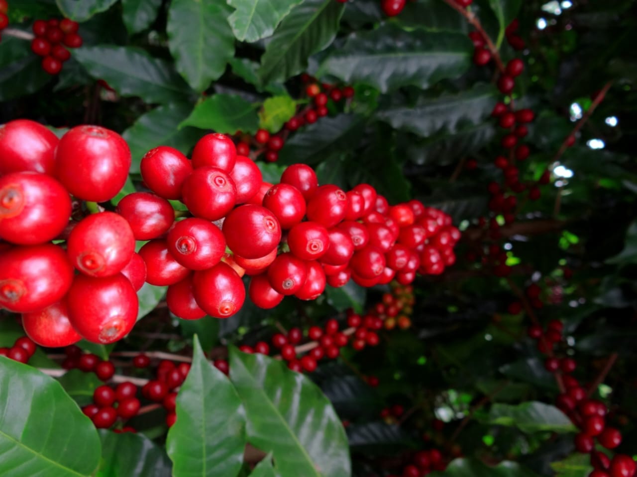 5º Concurso de Qualidade dos Cafés de Origem da Região de Pinhal – Prêmio Dr. Aldir Alves Teixeira