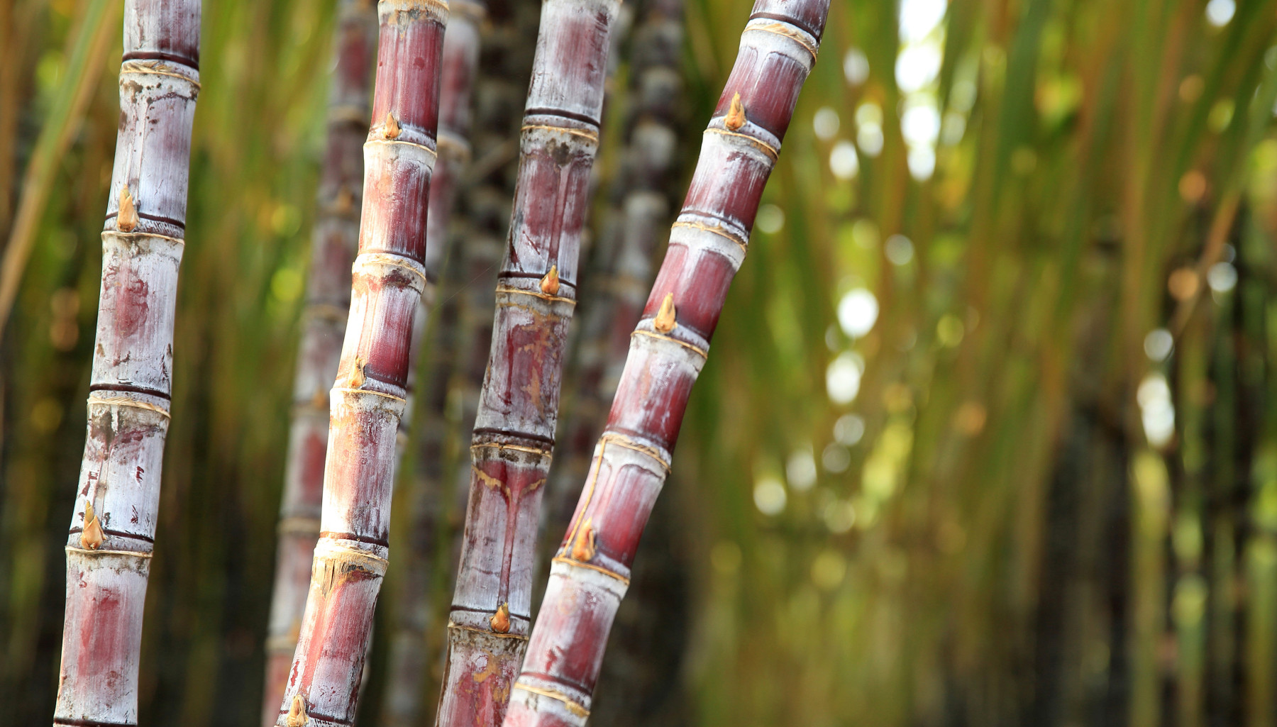 CANA: Síndrome da Murcha da Cana é ameaça contínua aos canaviais