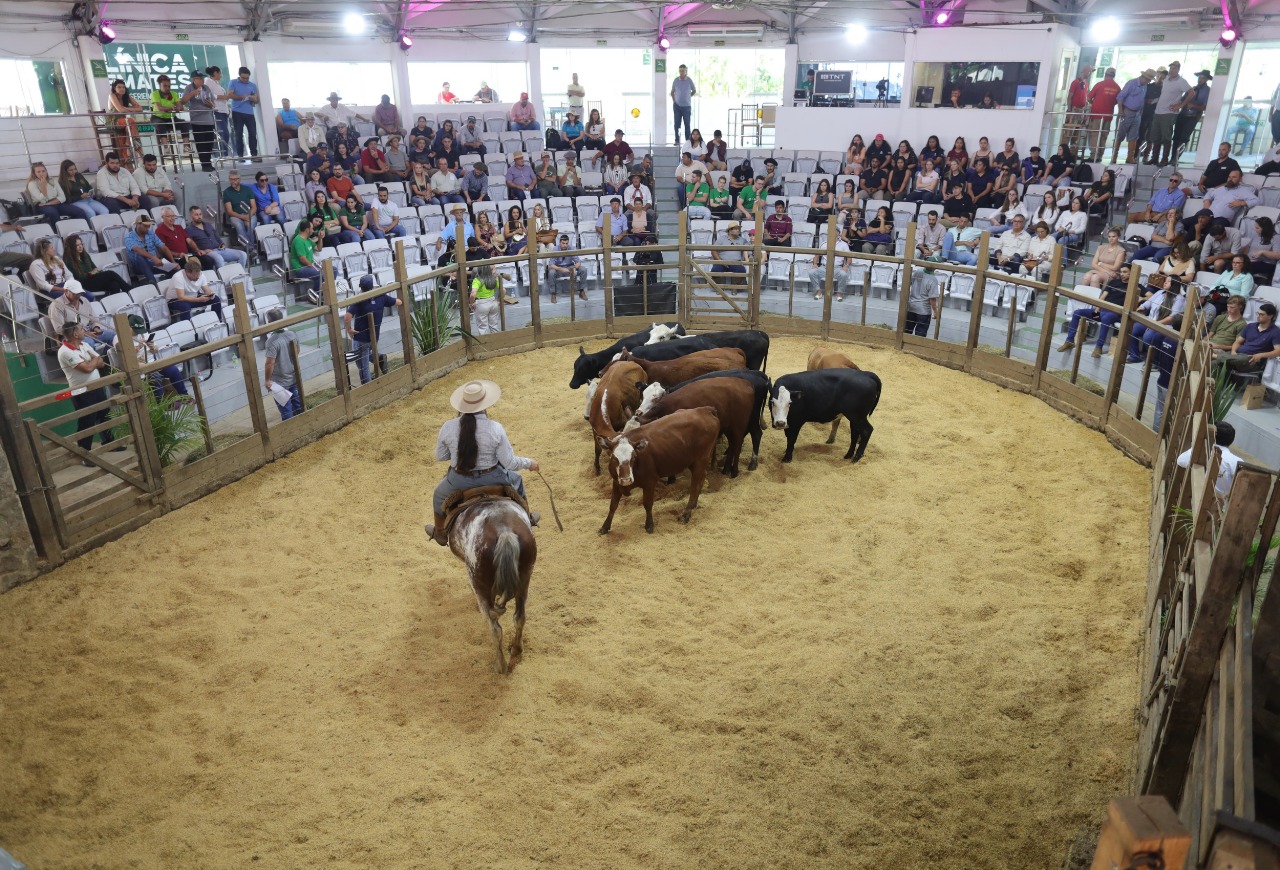 Negócios movimentam o Universo Pecuária com remates tradicionais em Lavras do Sul