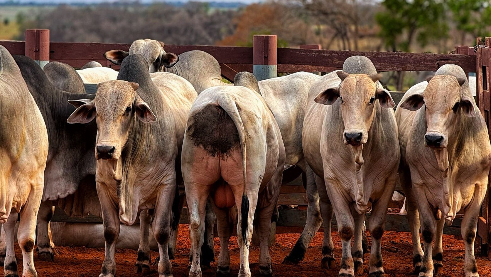 Sabotador de resultados: o inimigo invisível que destrói fazendas