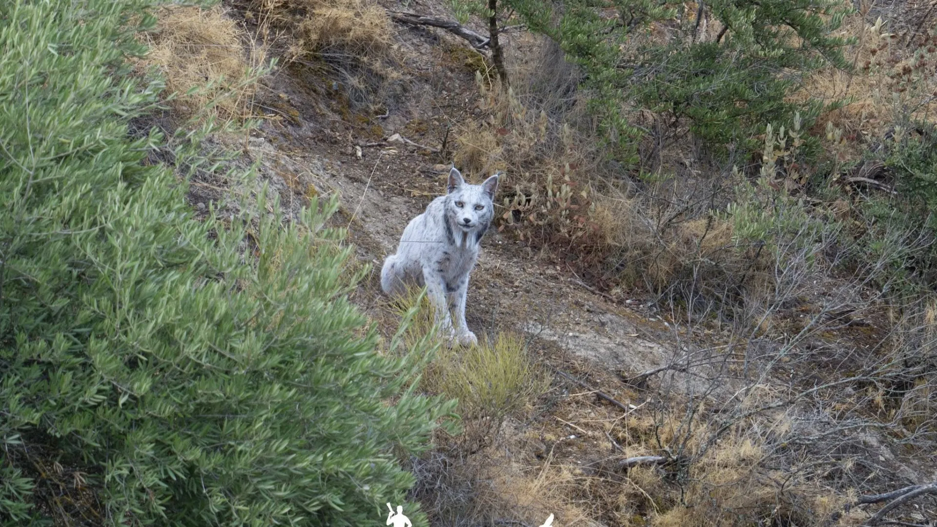 Fotógrafo registra a 1ª imagem de um lince-ibérico branco: “Paralisado"