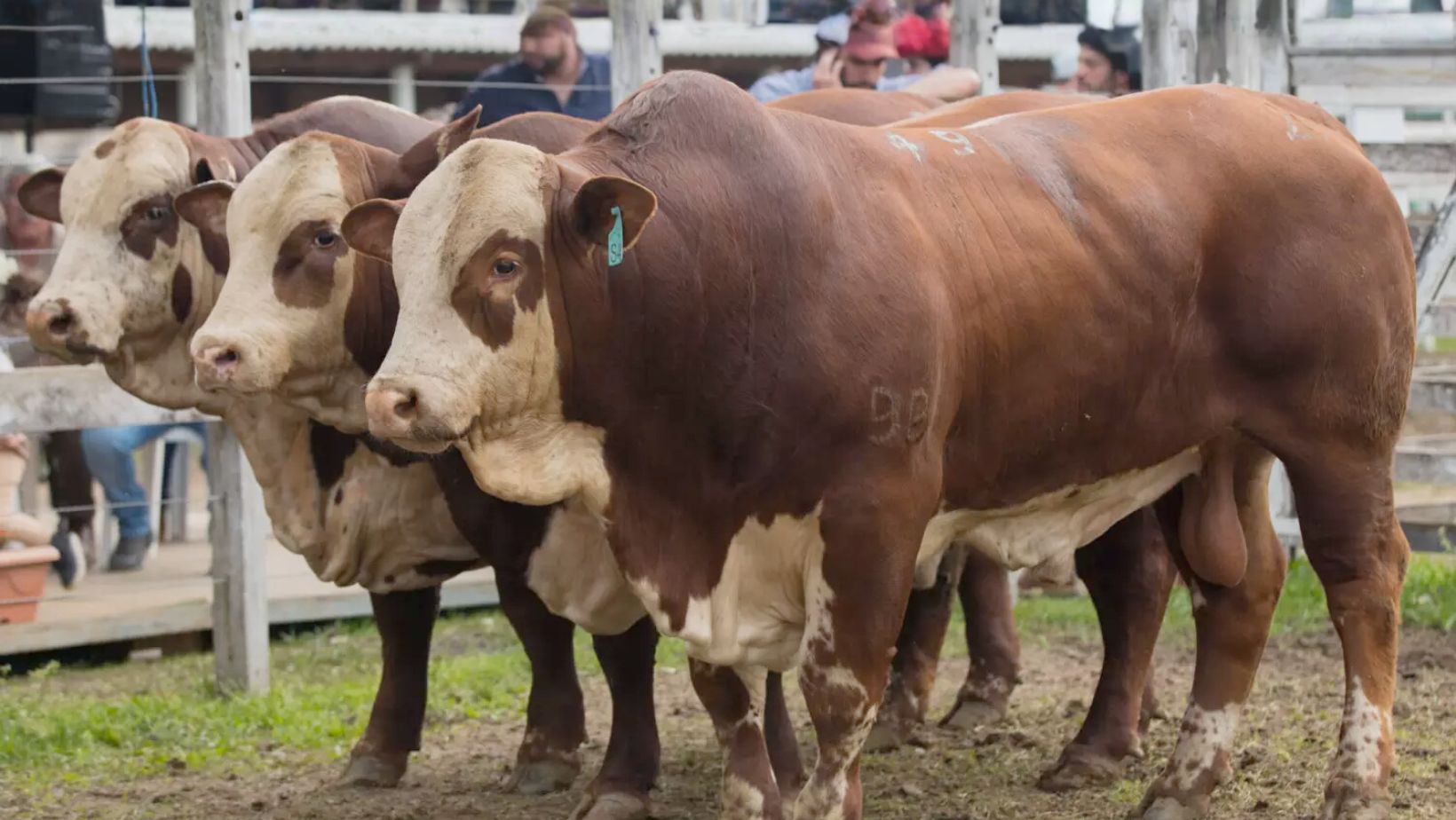 Marco histórico: ABHB exalta um milhão de Hereford e Braford registrados no Brasil
