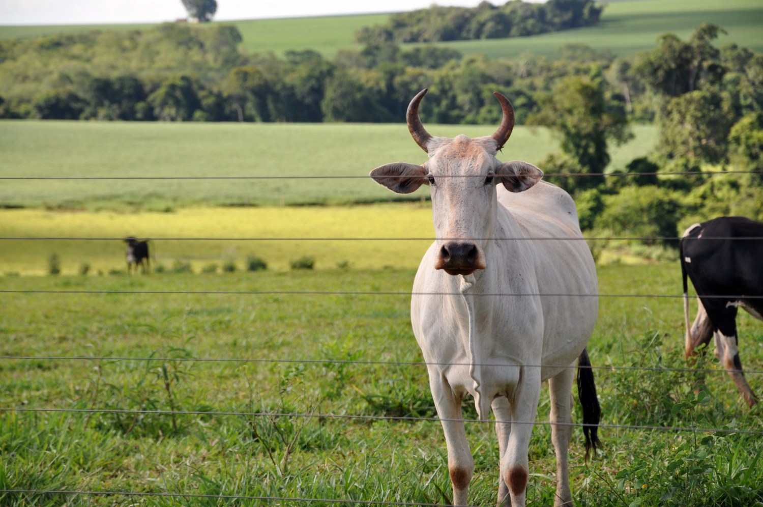 Como o Ego pode acabar com a sua fazenda