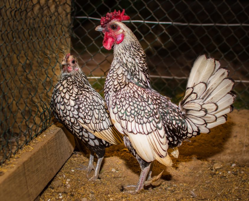 Joia do Galinheiro: Conheça a Sebright, a raça com “arte” nas penas