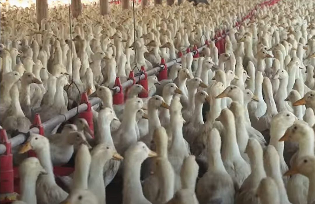 Hungria detecta caso de gripe aviária em granja comercial de patos