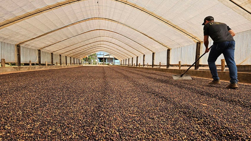 Embrapa aponta salto de produtividade e alta rentabilidade do café em RO