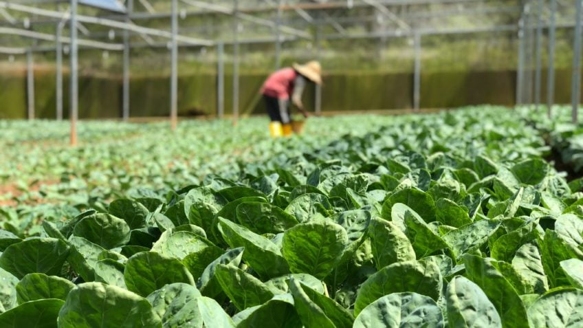 SP bate recorde de R$ 50 milhões em compras da agricultura familiar