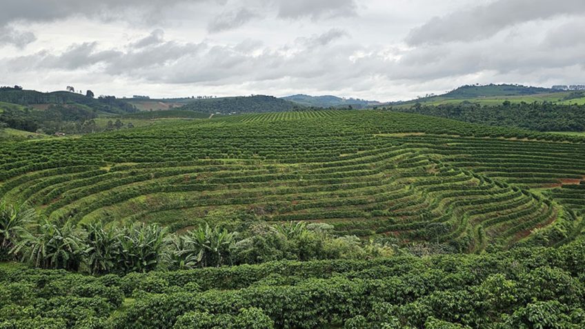 Sensoriamento remoto com IA mapeia pequenos cafezais com elevada precisão