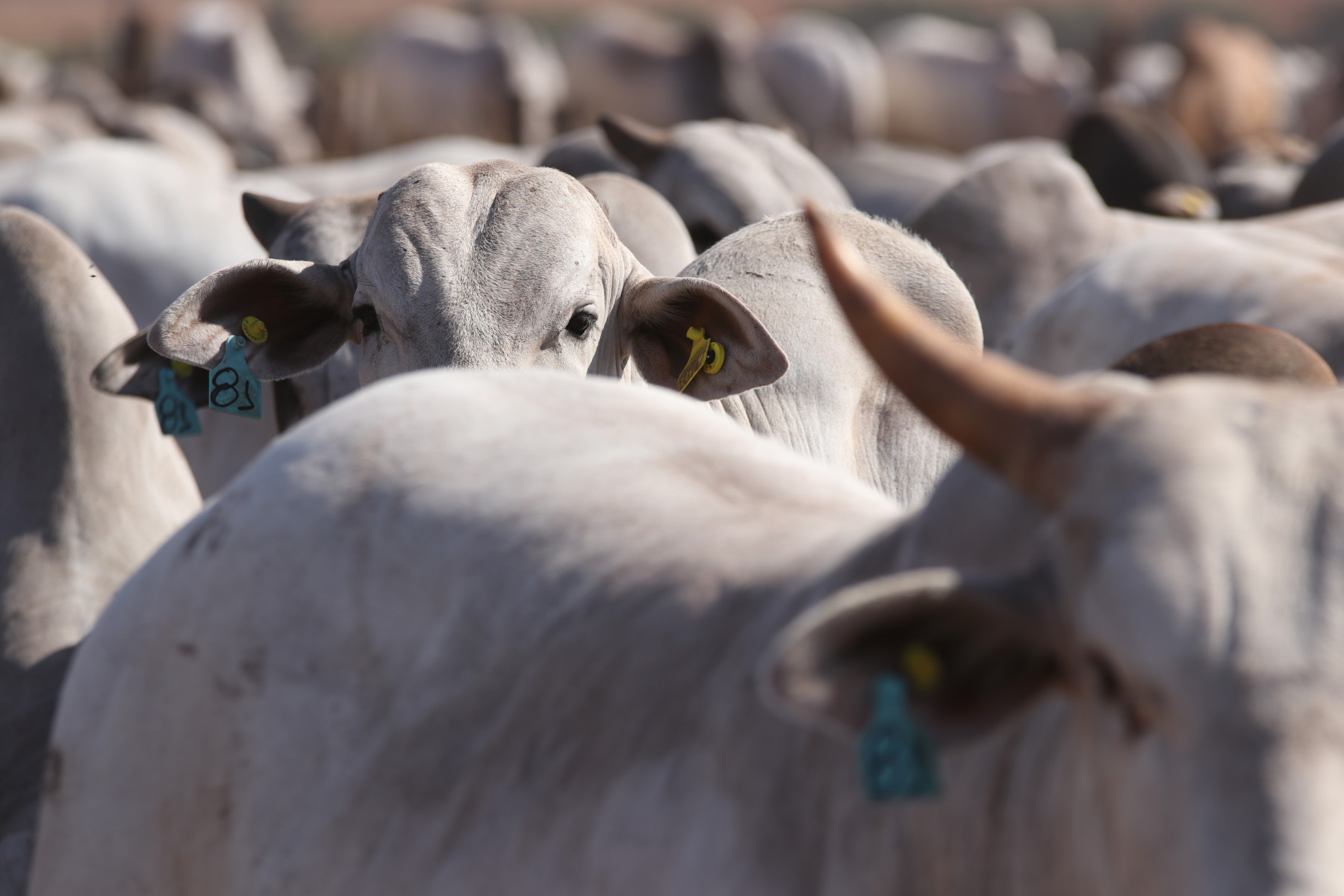 Confinamentos assumem papel de extensão das fazendas de cria e recria