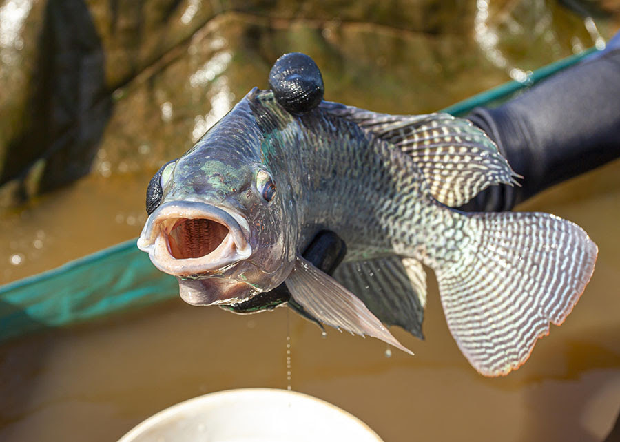 Pesquisadores desenvolvem gel cicatrizante à base de tilápia que trata feridas em animais