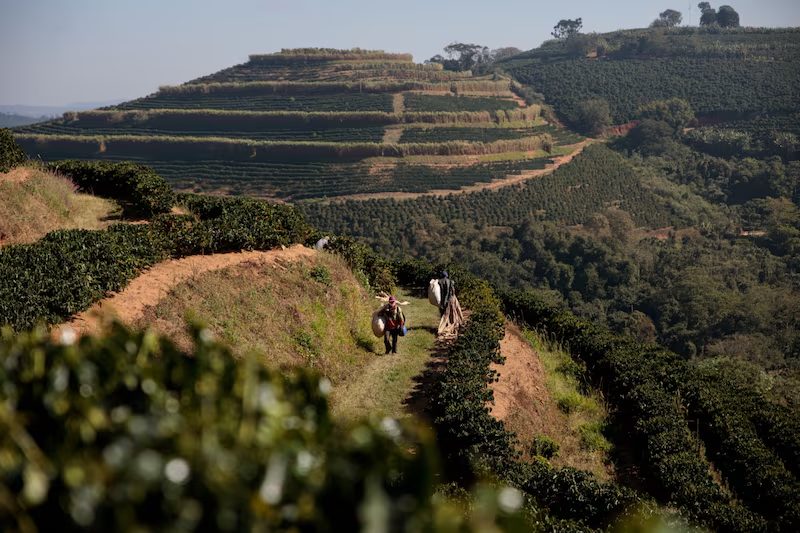 Compradores de 11 países visitam produtores de café da Mantiqueira de Minas