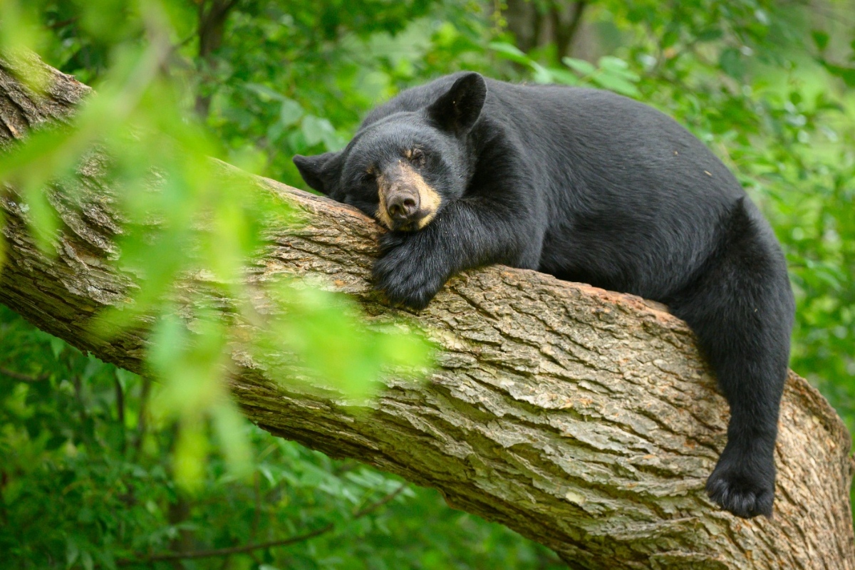 Japão enfrenta onda inédita de ataques de ursos e pede ajuda militar