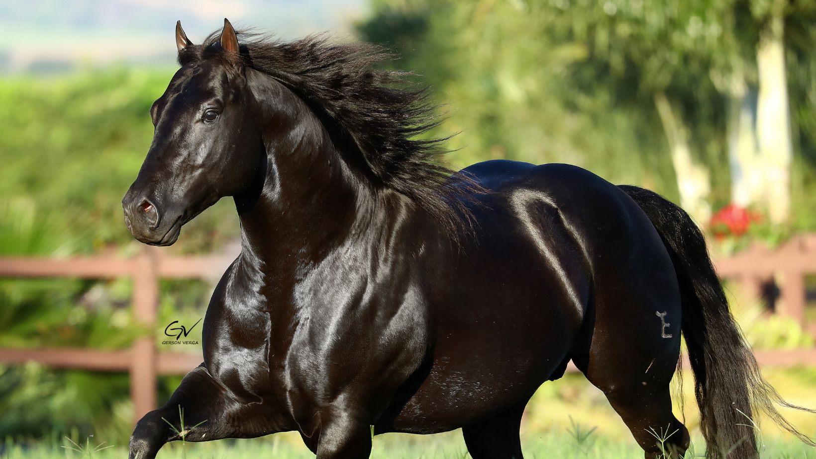 Cavalos de pelagem conquistam o topo do mercado e despertam o interesse de investidores