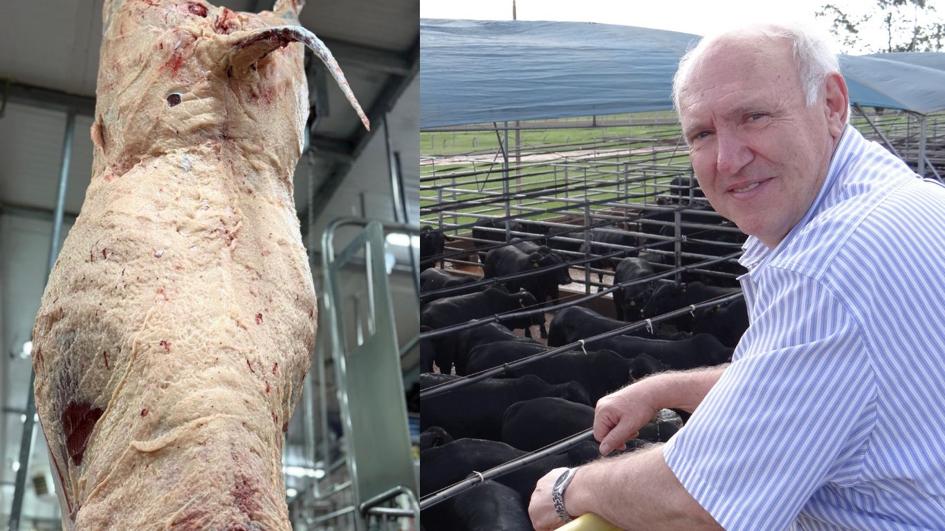 Conheça o segredo do multicampeão dos Concursos de Carcaça