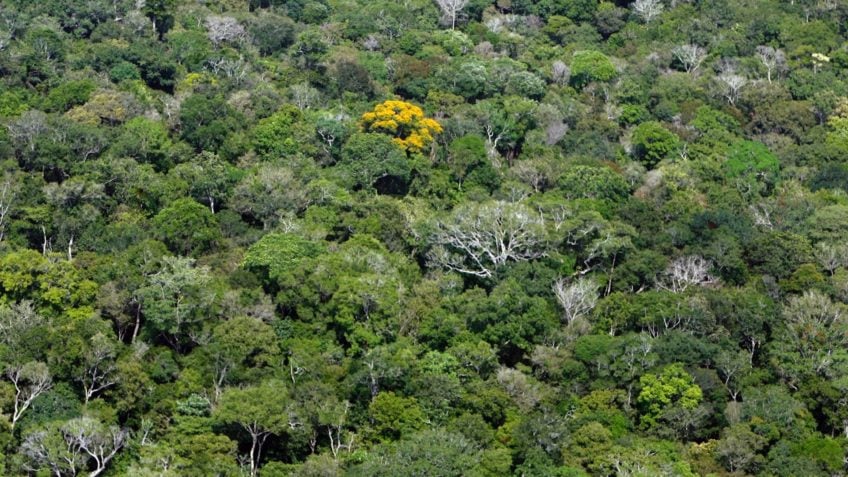 Desmatamento no Amazonas cai para o menor nível desde 2017