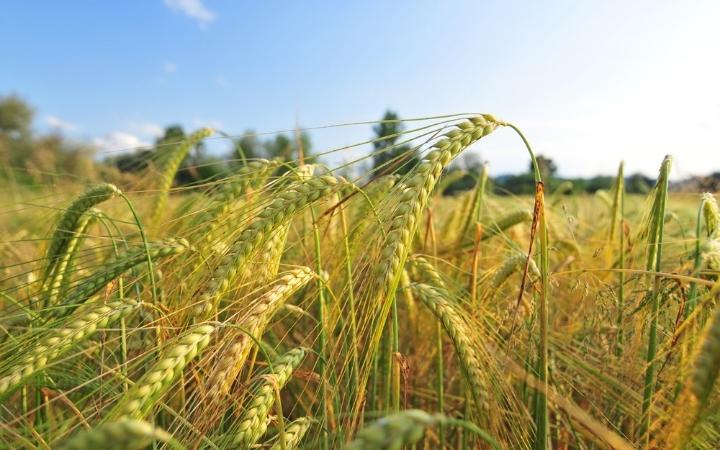 Cevada brasileira caminha para safra recorde impulsionada por manejo eficiente