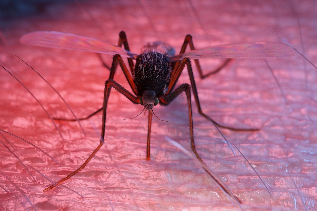 Dengue: vacina Qdenga mantém proteção por 7 anos, em novo estudo