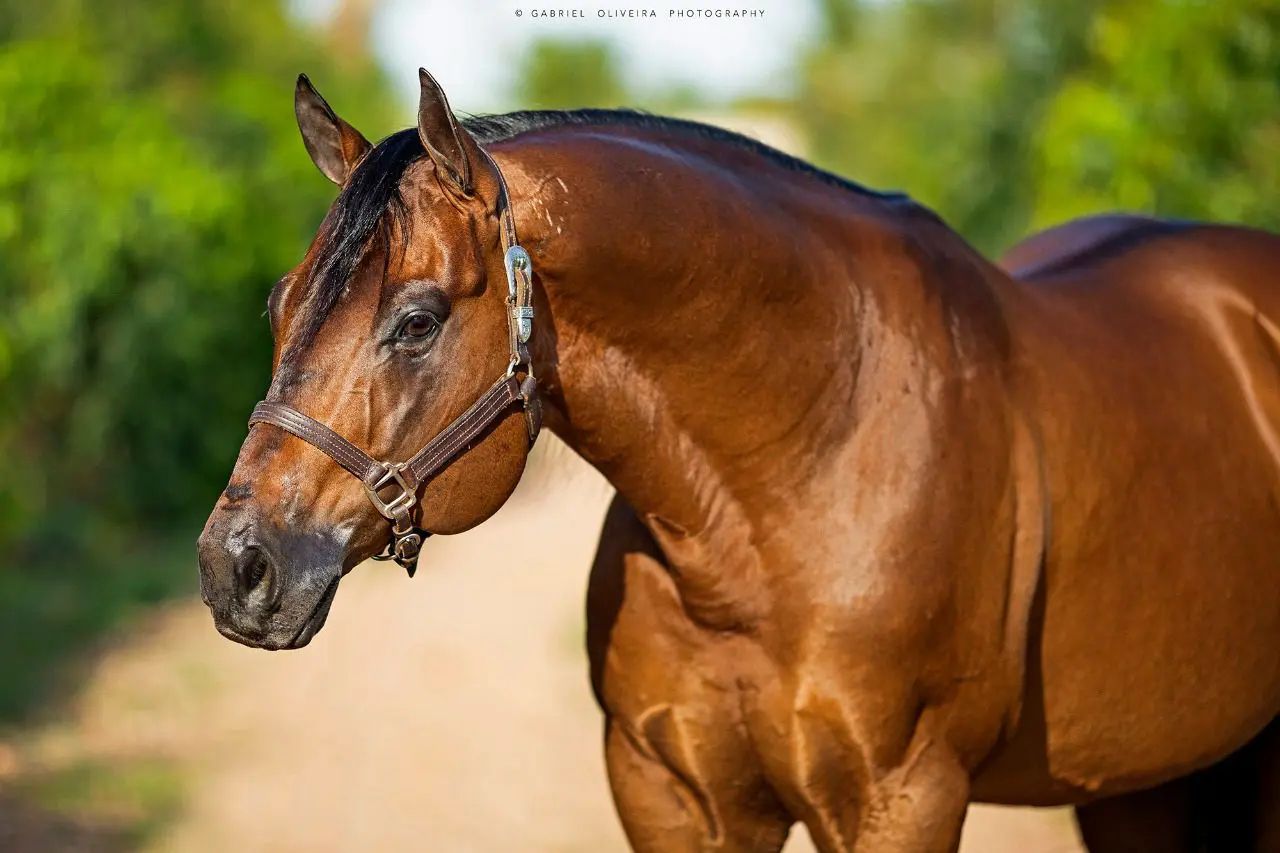 Conheça Don Shady Diego, o garanhão mais pontuado da história do Portal Vaquejada em sua categoria