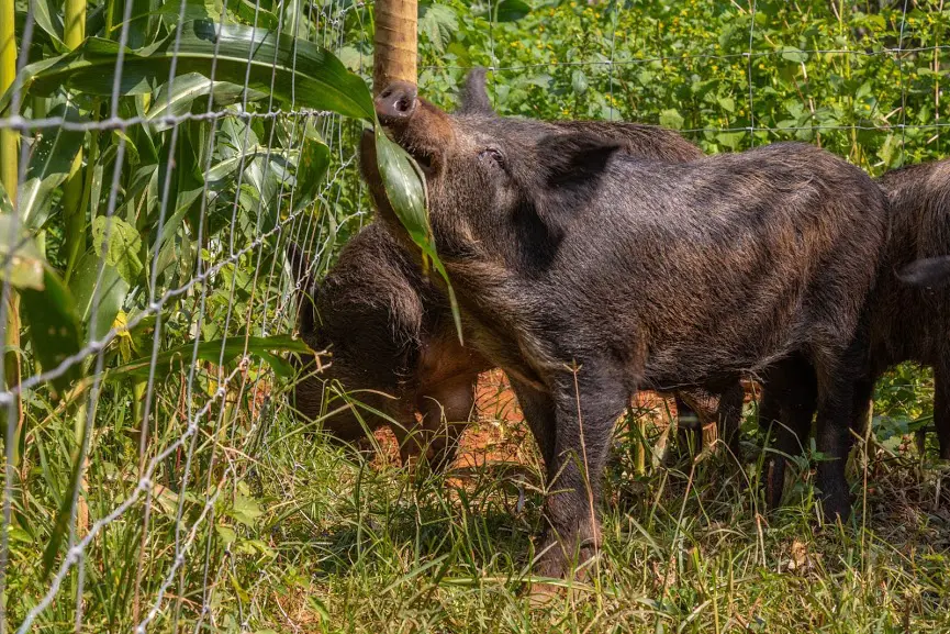 População de javalis explode e prejuízos já passam de R$ 1 bilhão